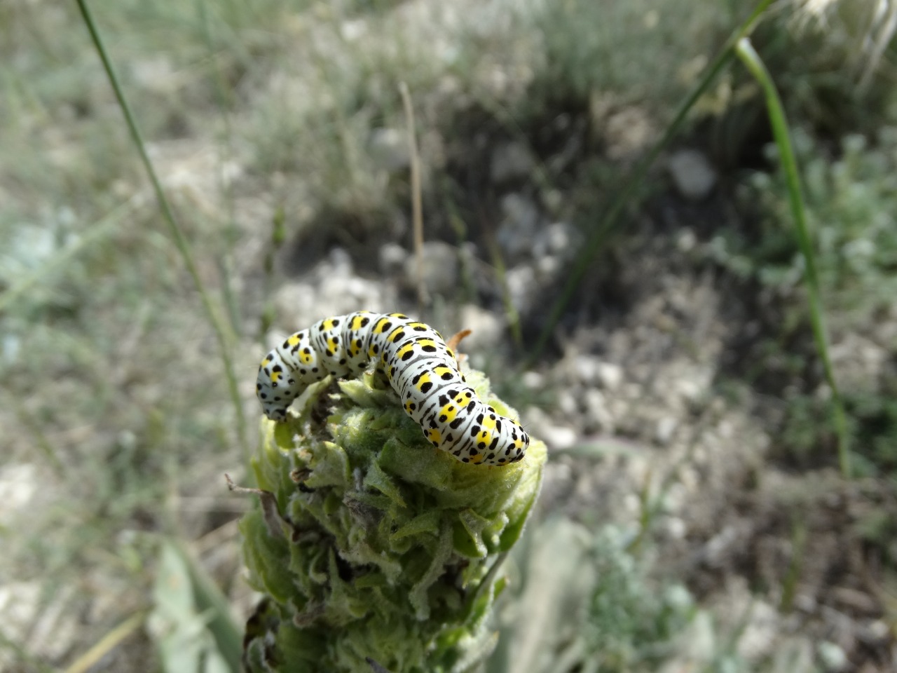 Cucullia verbasci