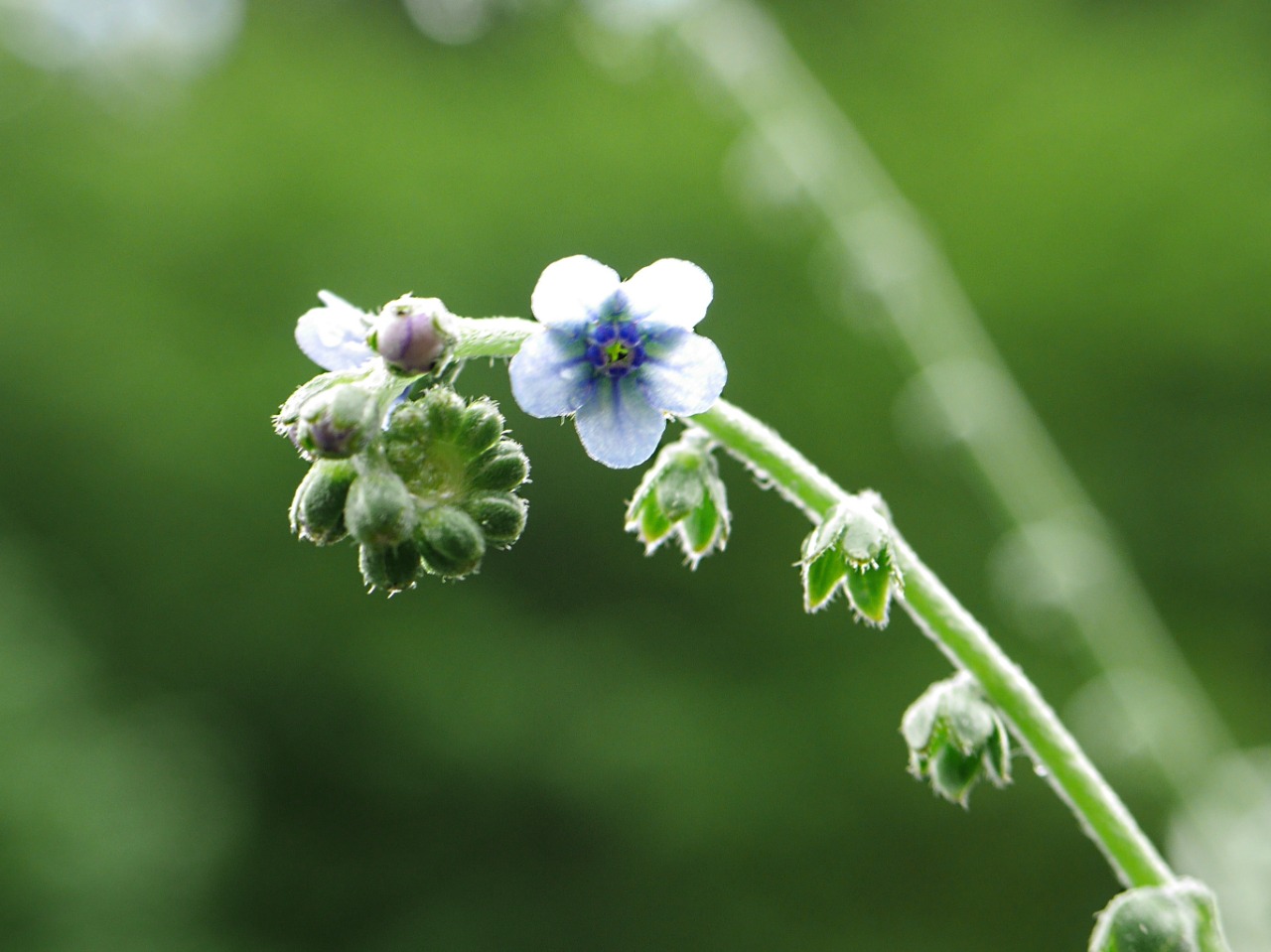 Paracynoglossum glochidiatum
