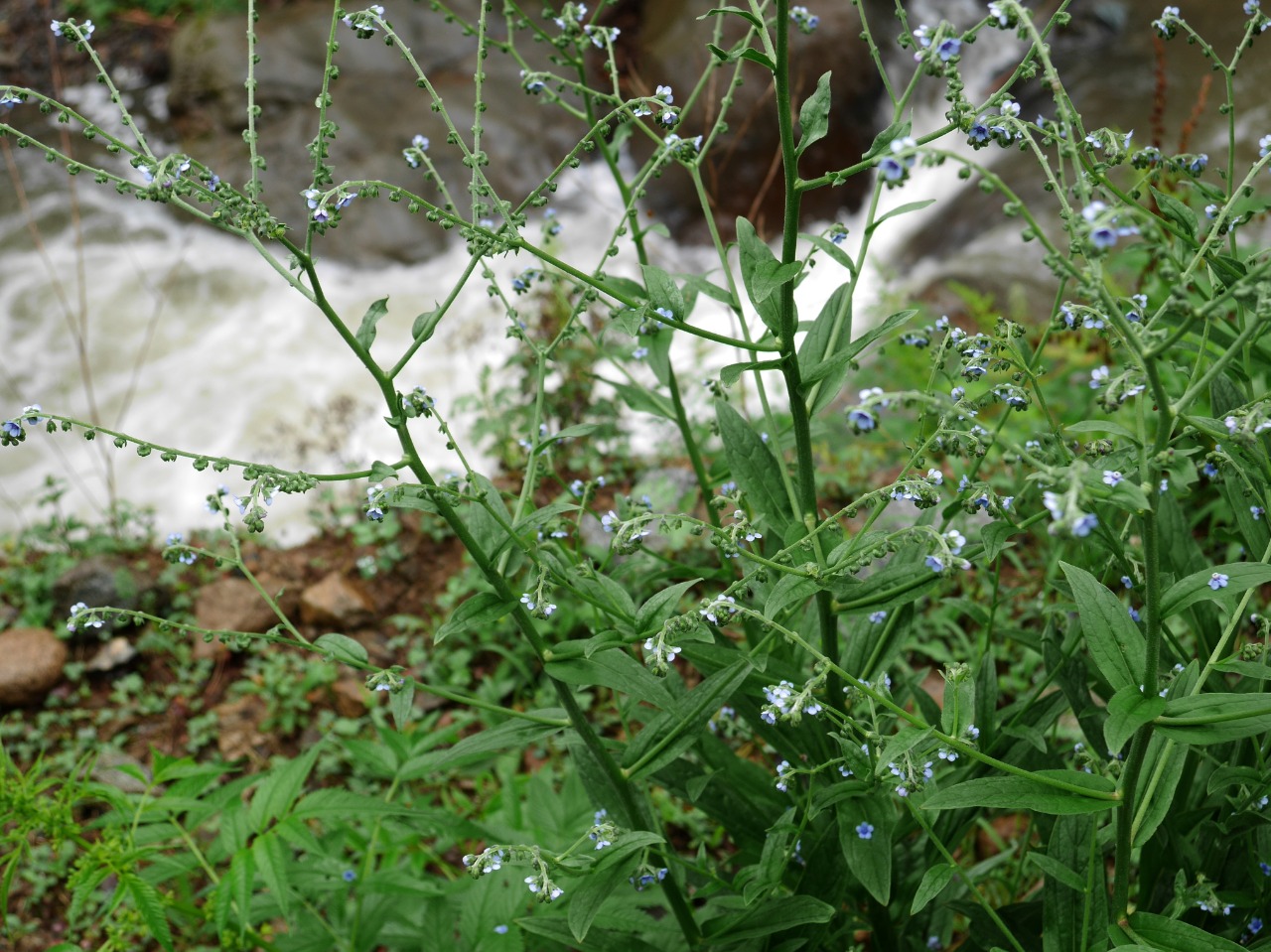 Paracynoglossum glochidiatum