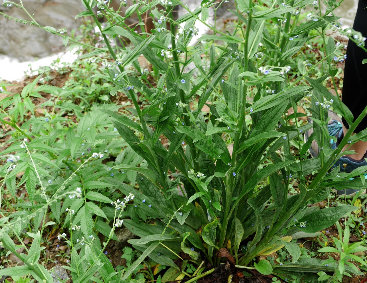 Paracynoglossum glochidiatum