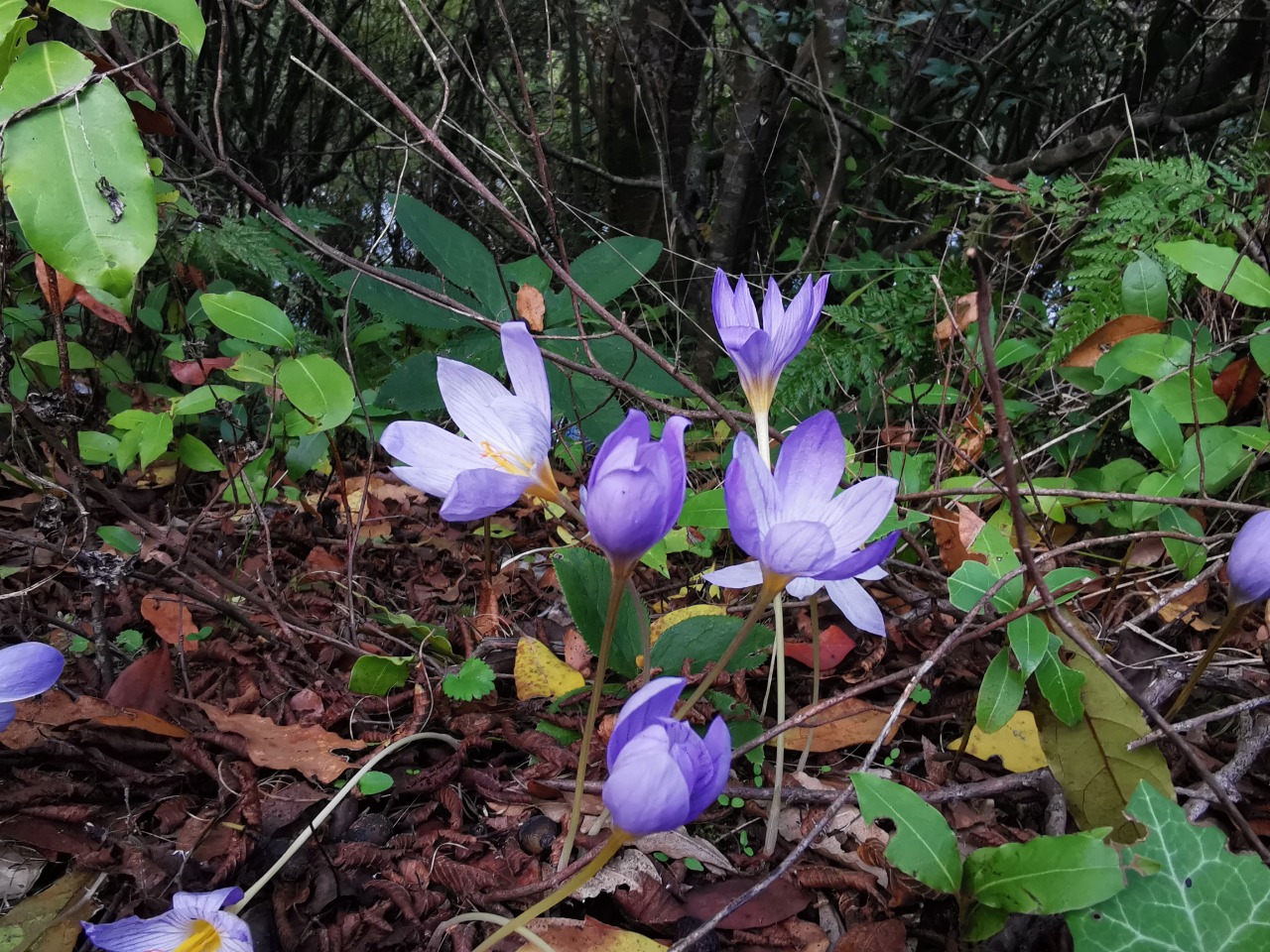 Crocus speciosus subsp. xantholaimos
