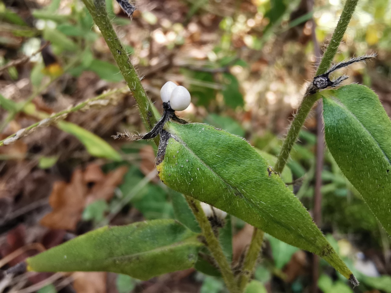 Lithospermum officinale