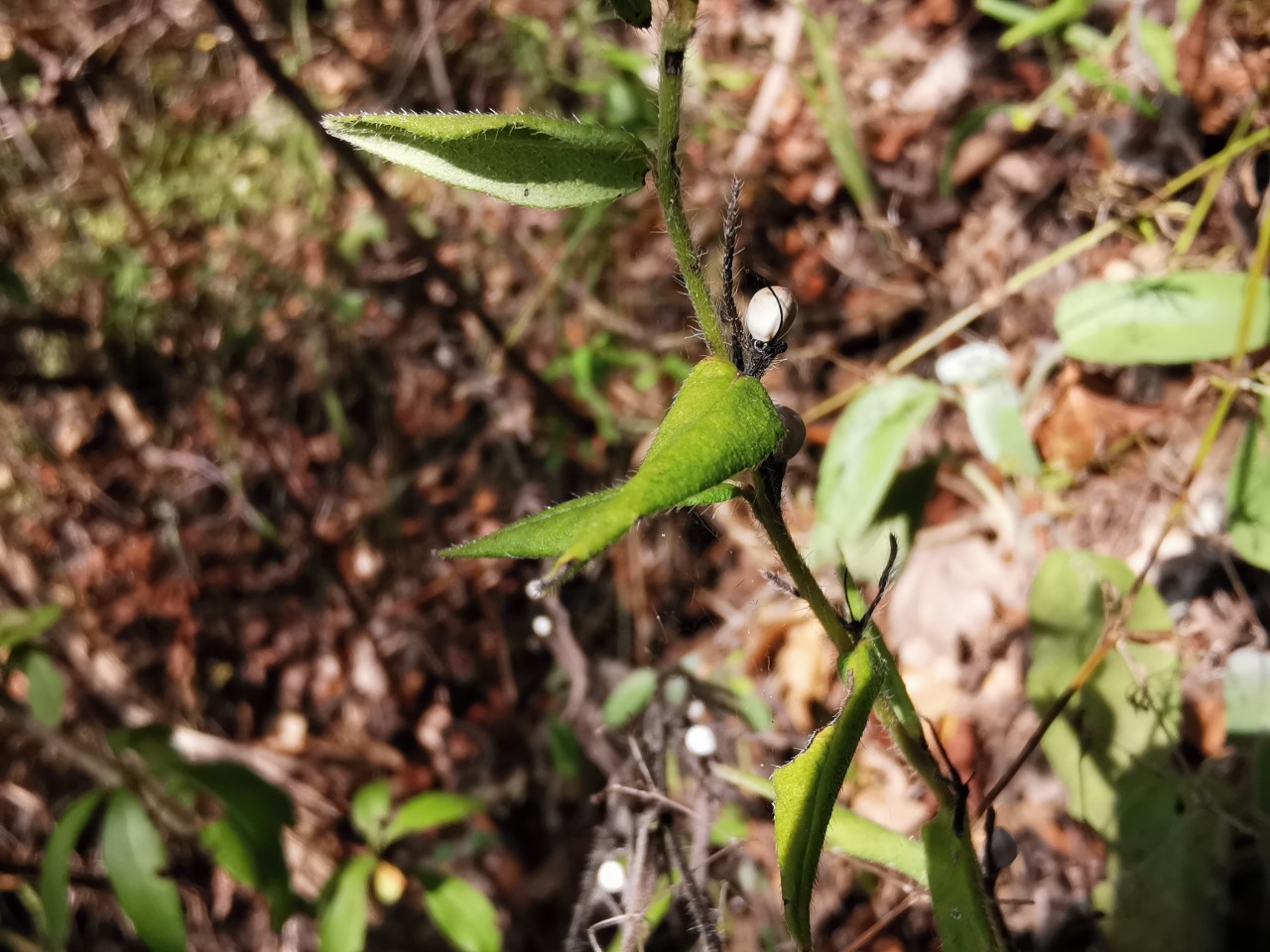 Lithospermum officinale