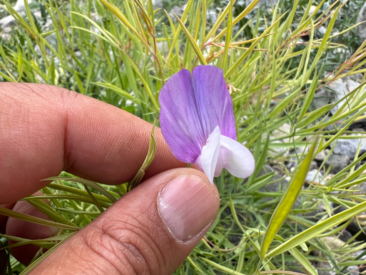 Lathyrus nivalis