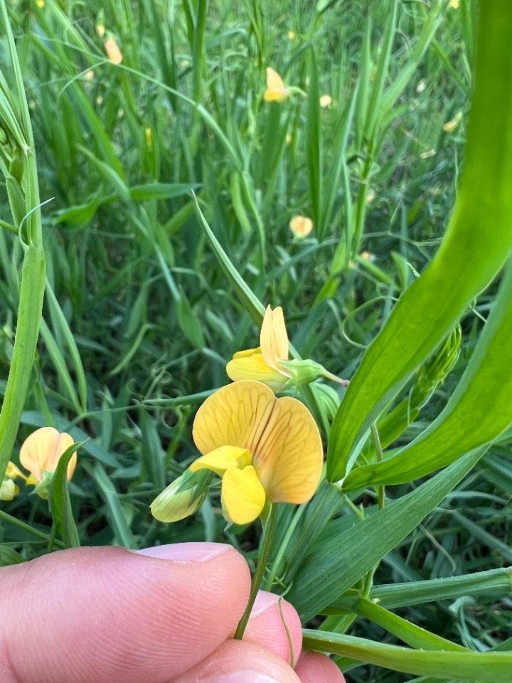 Lathyrus hierosolymitanus