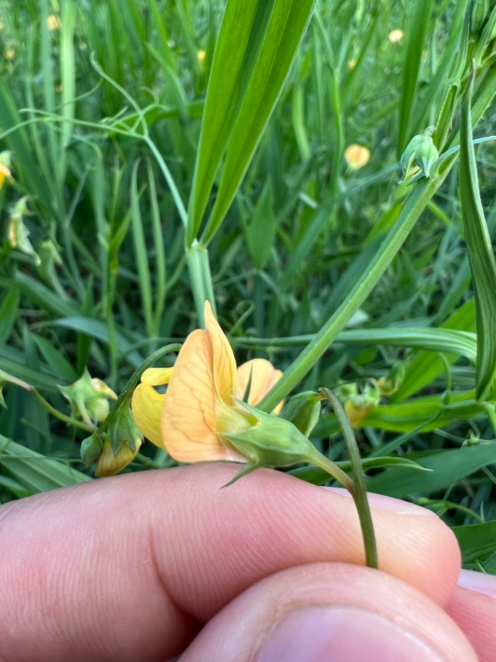 Lathyrus hierosolymitanus