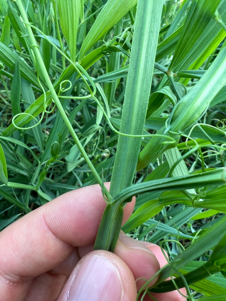 Lathyrus hierosolymitanus