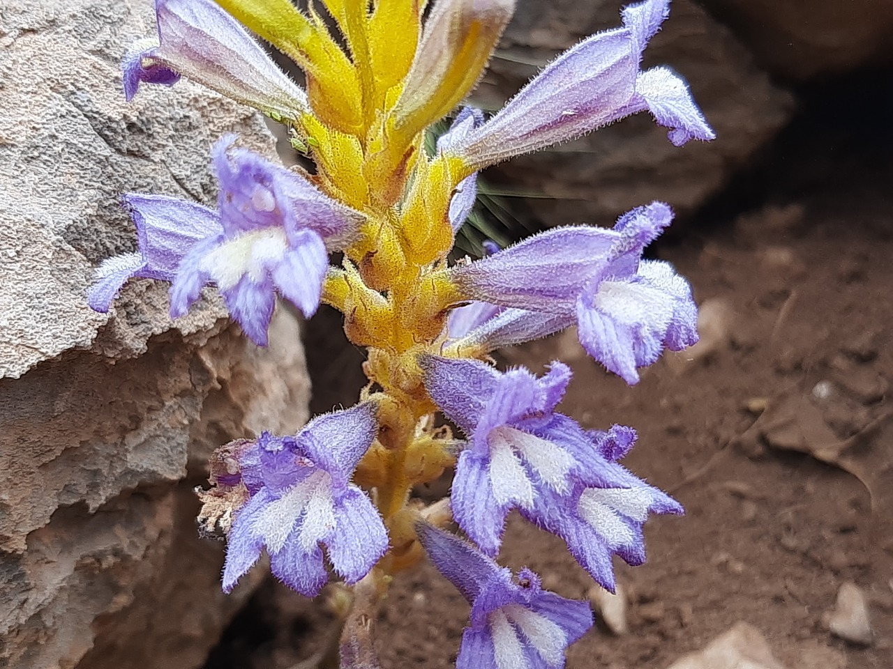 Phelipanche aegyptiaca