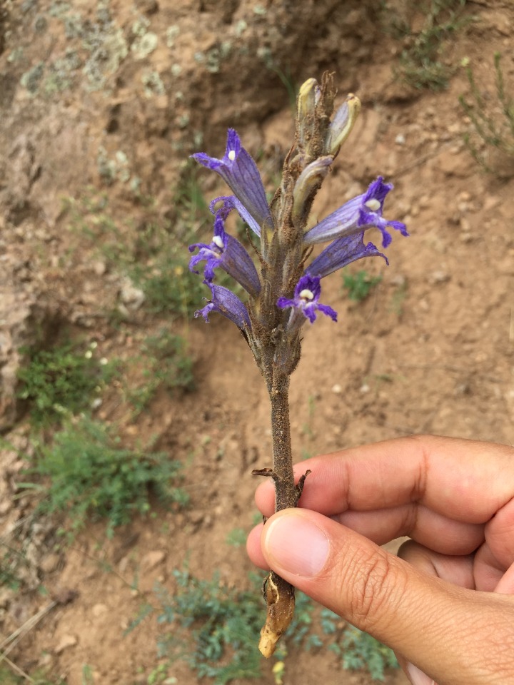 Phelipanche aegyptiaca
