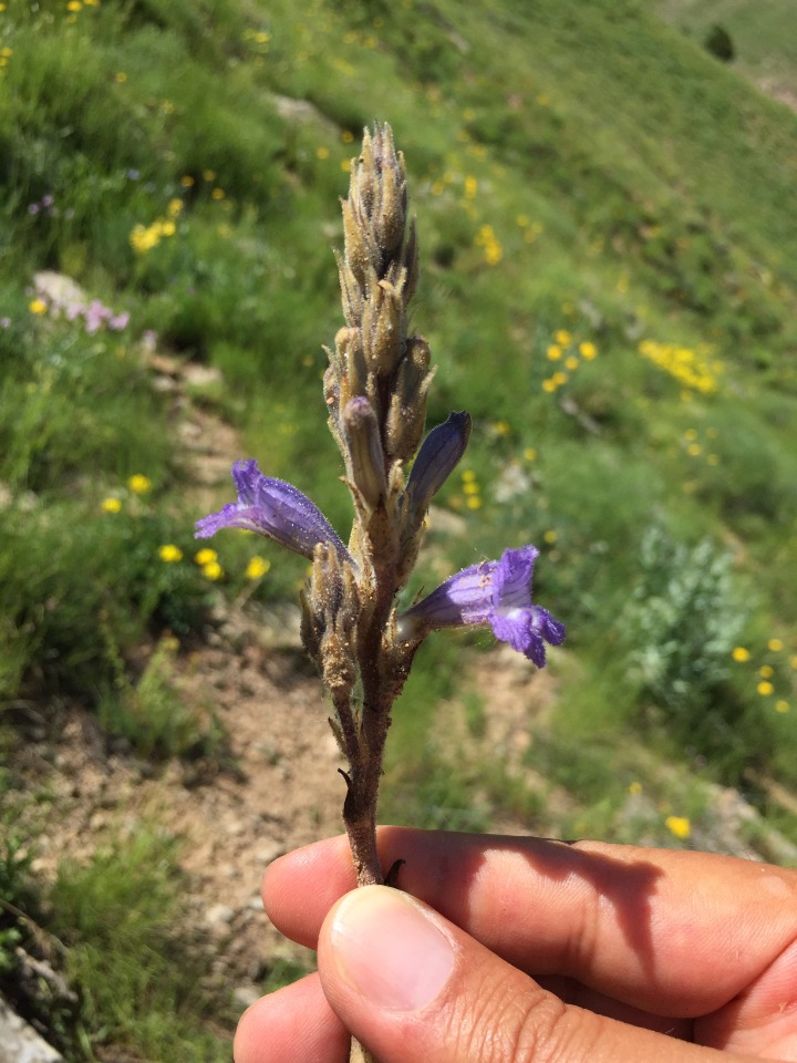 Phelipanche aegyptiaca