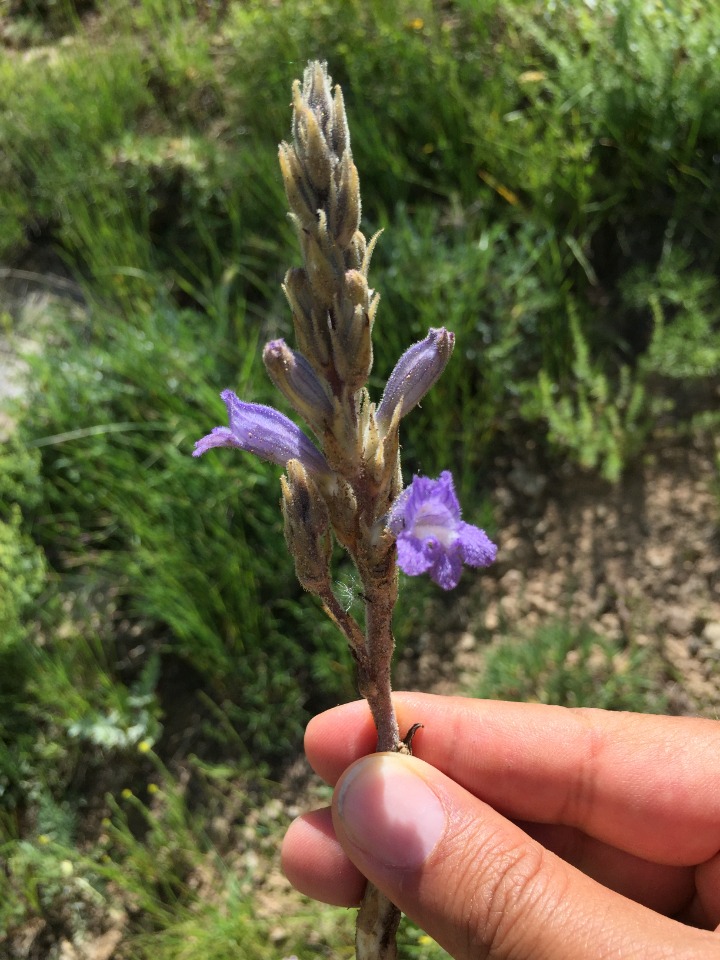 Phelipanche aegyptiaca