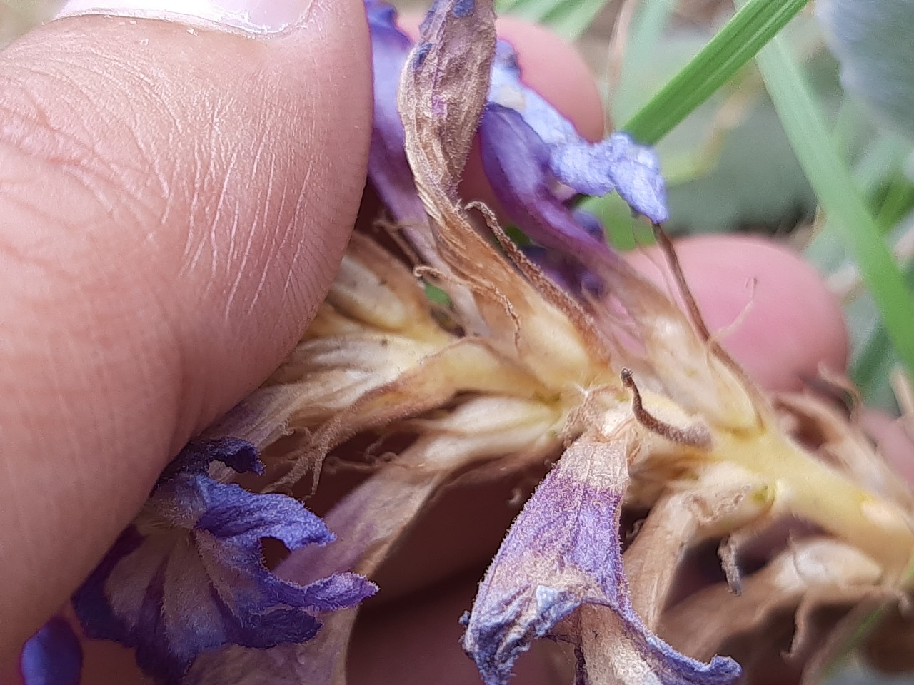 Phelipanche aegyptiaca