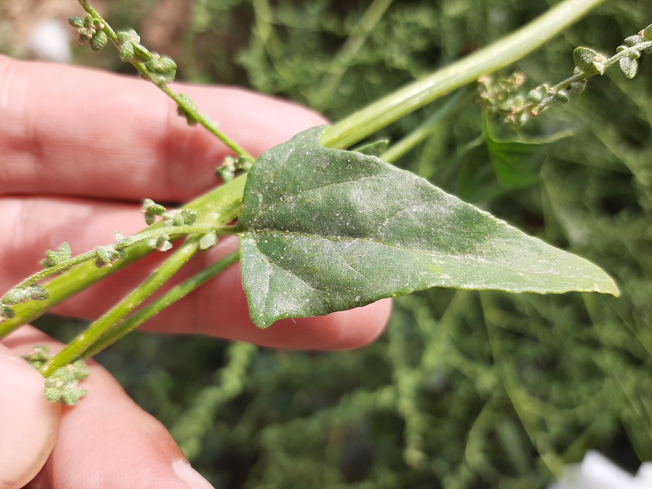 Atriplex sagittata