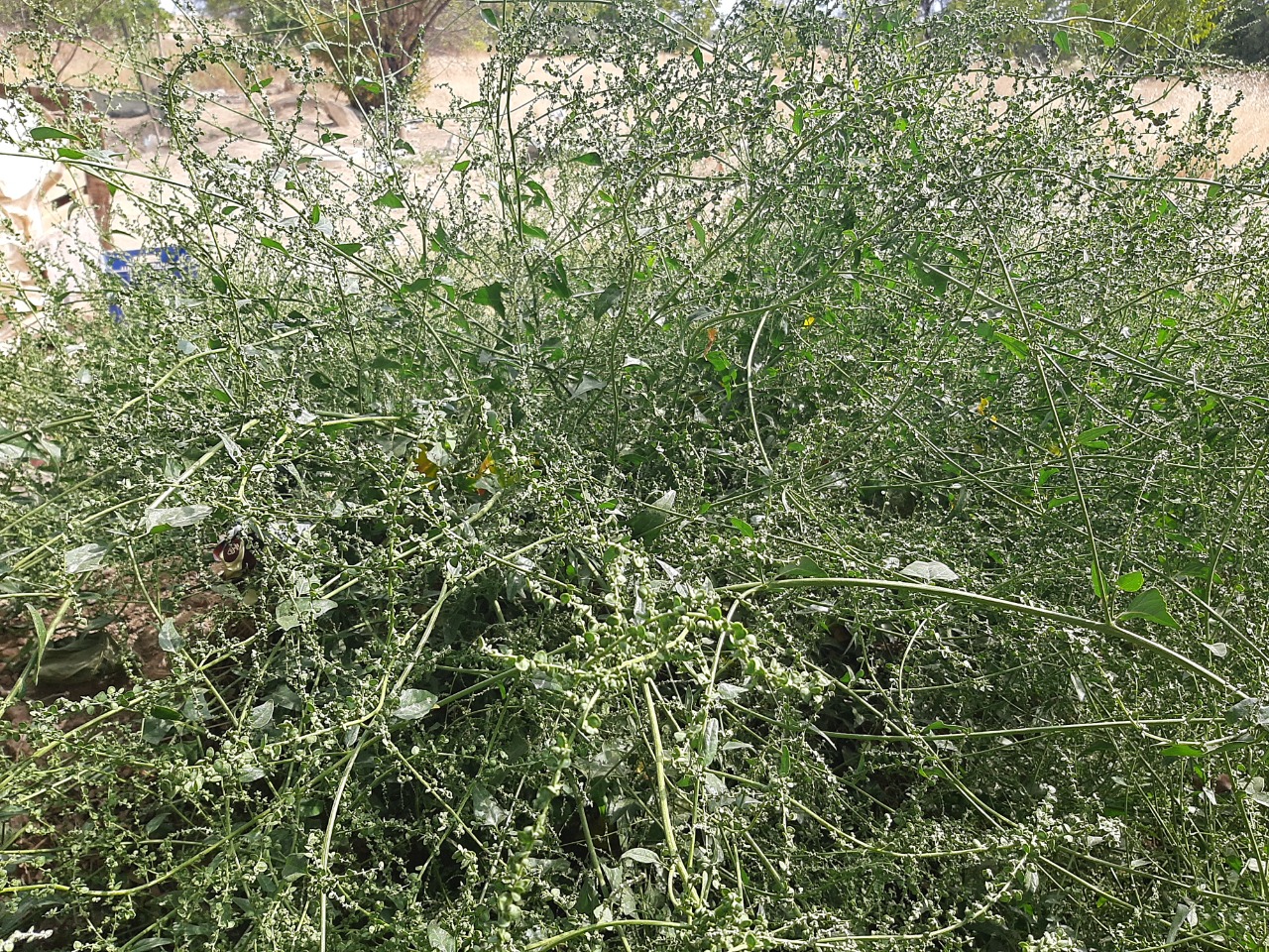 Atriplex sagittata