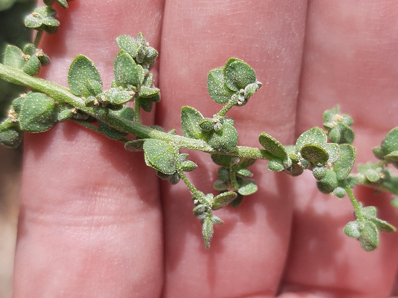 Atriplex sagittata