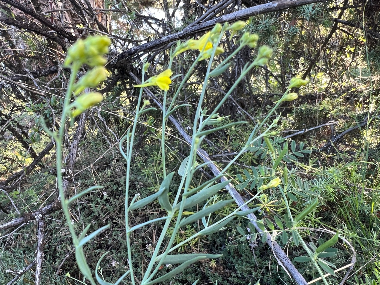 Linaria genistifolia