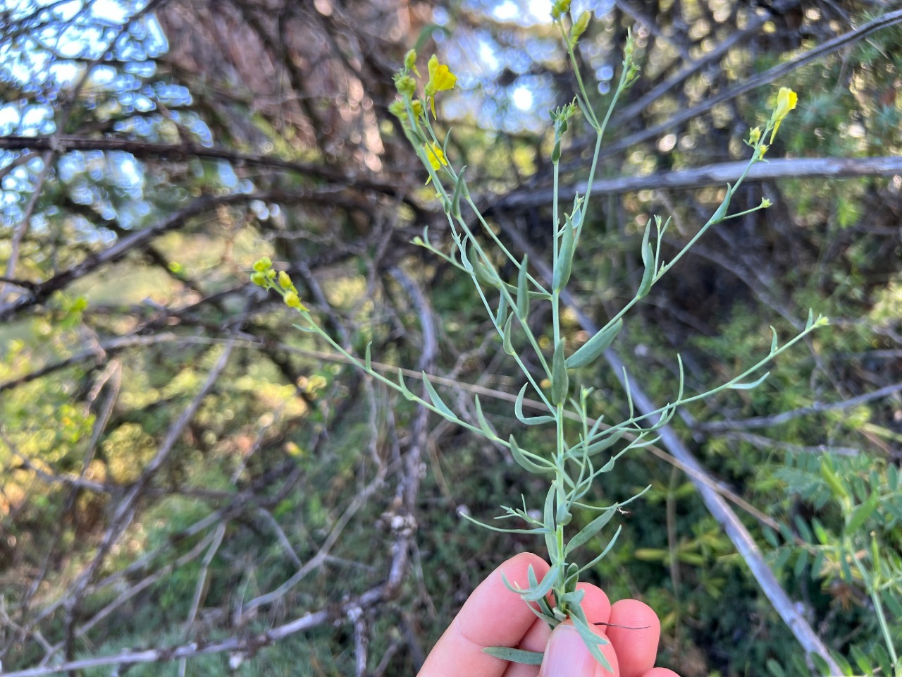 Linaria genistifolia