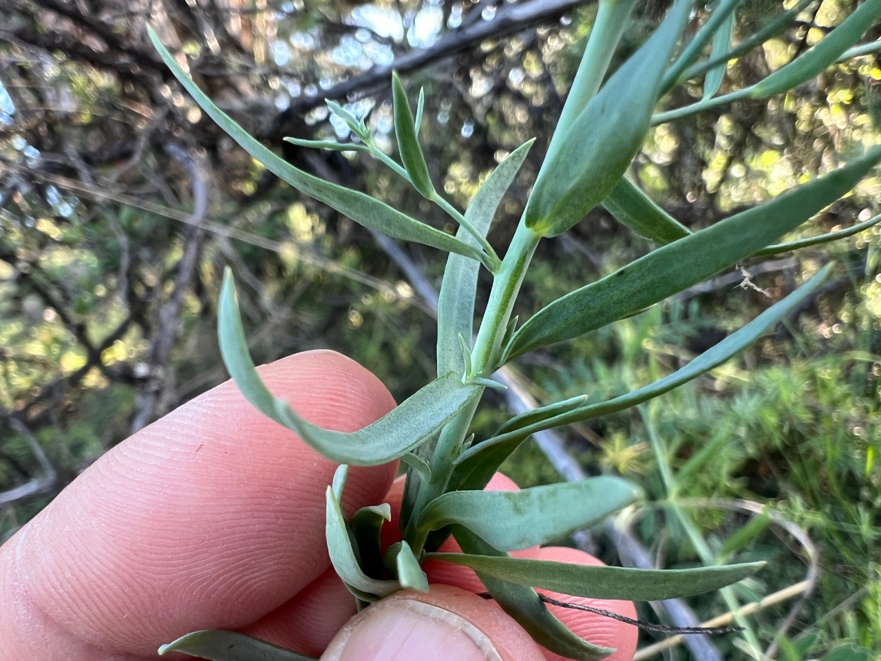 Linaria genistifolia
