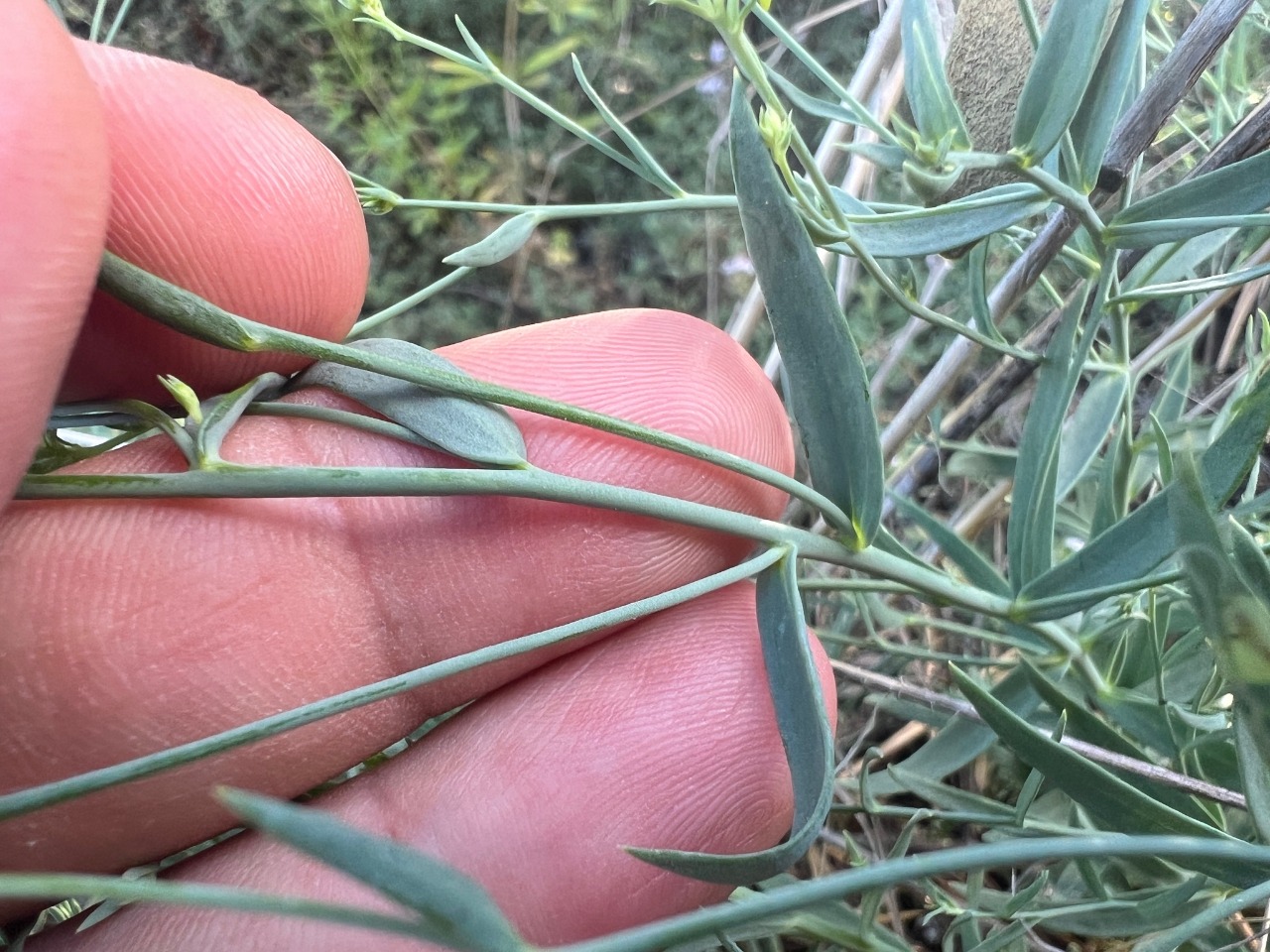 Linaria genistifolia