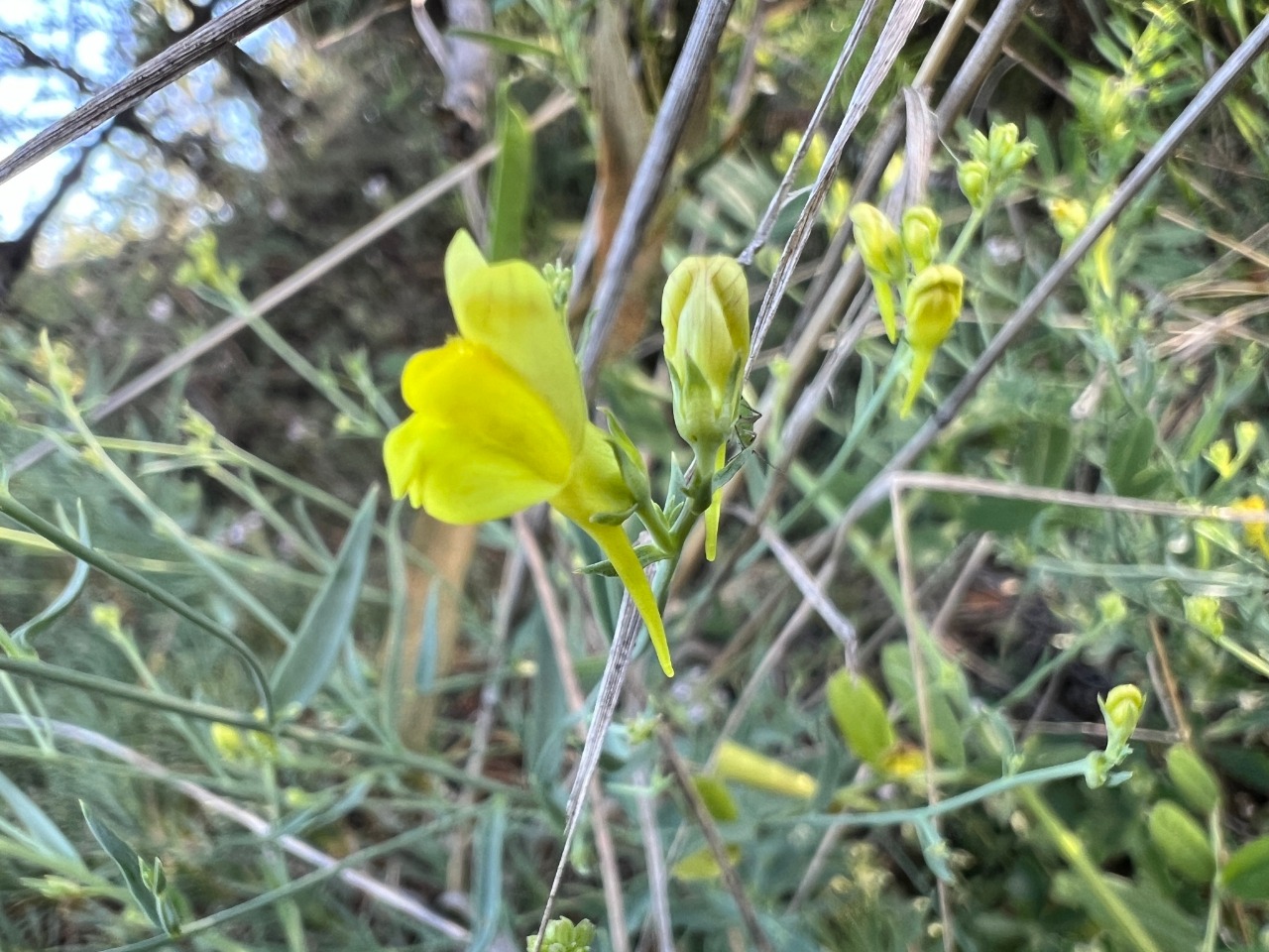 Linaria genistifolia