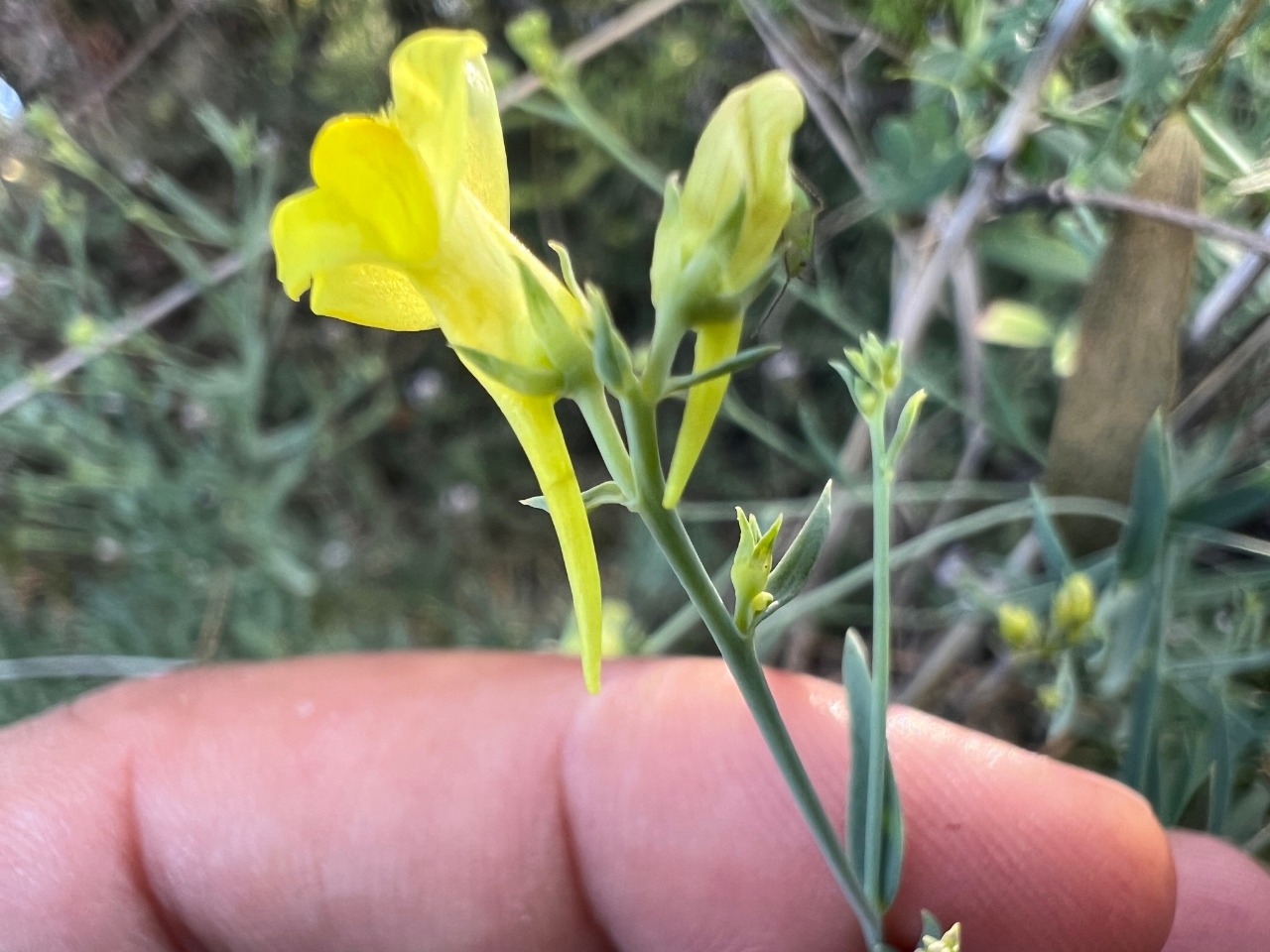 Linaria genistifolia