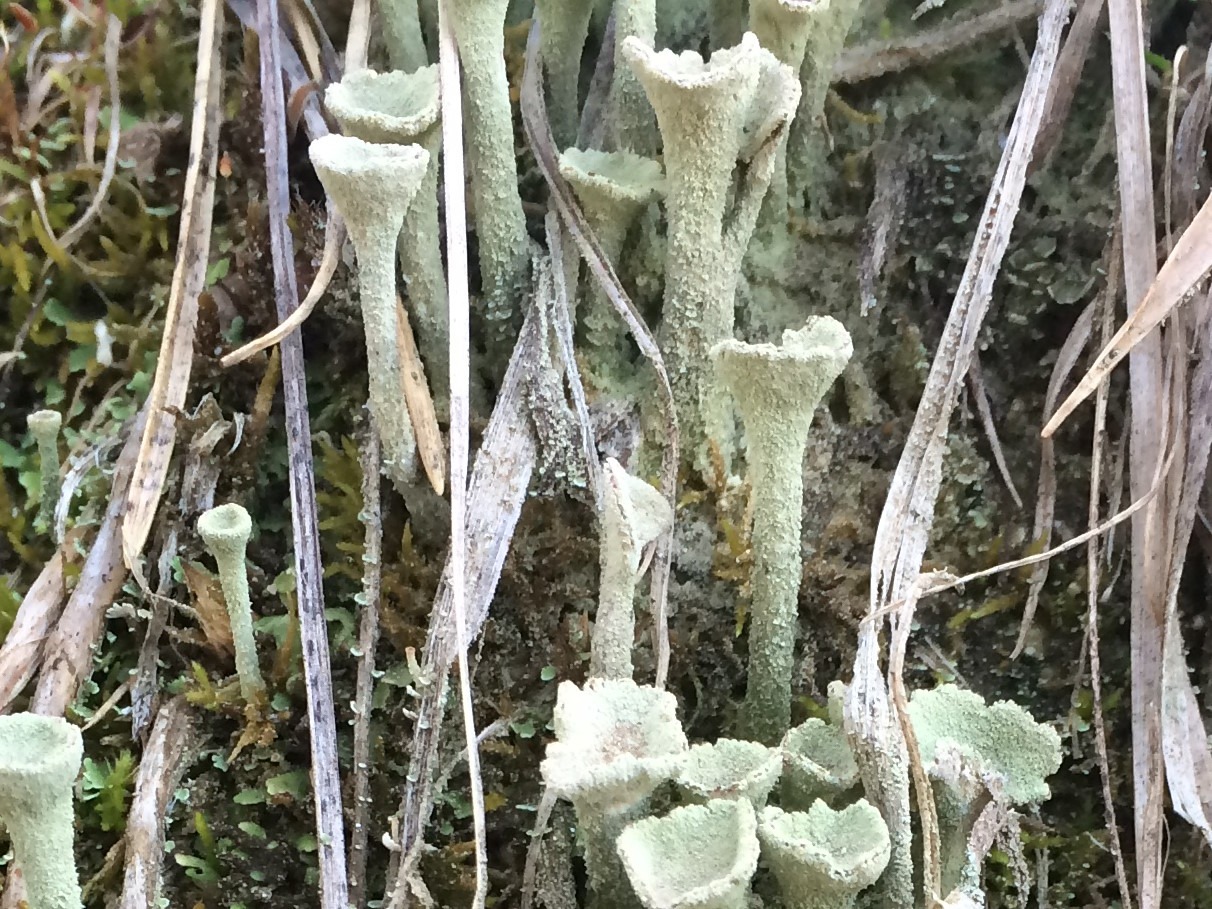 Cladonia fimbriata