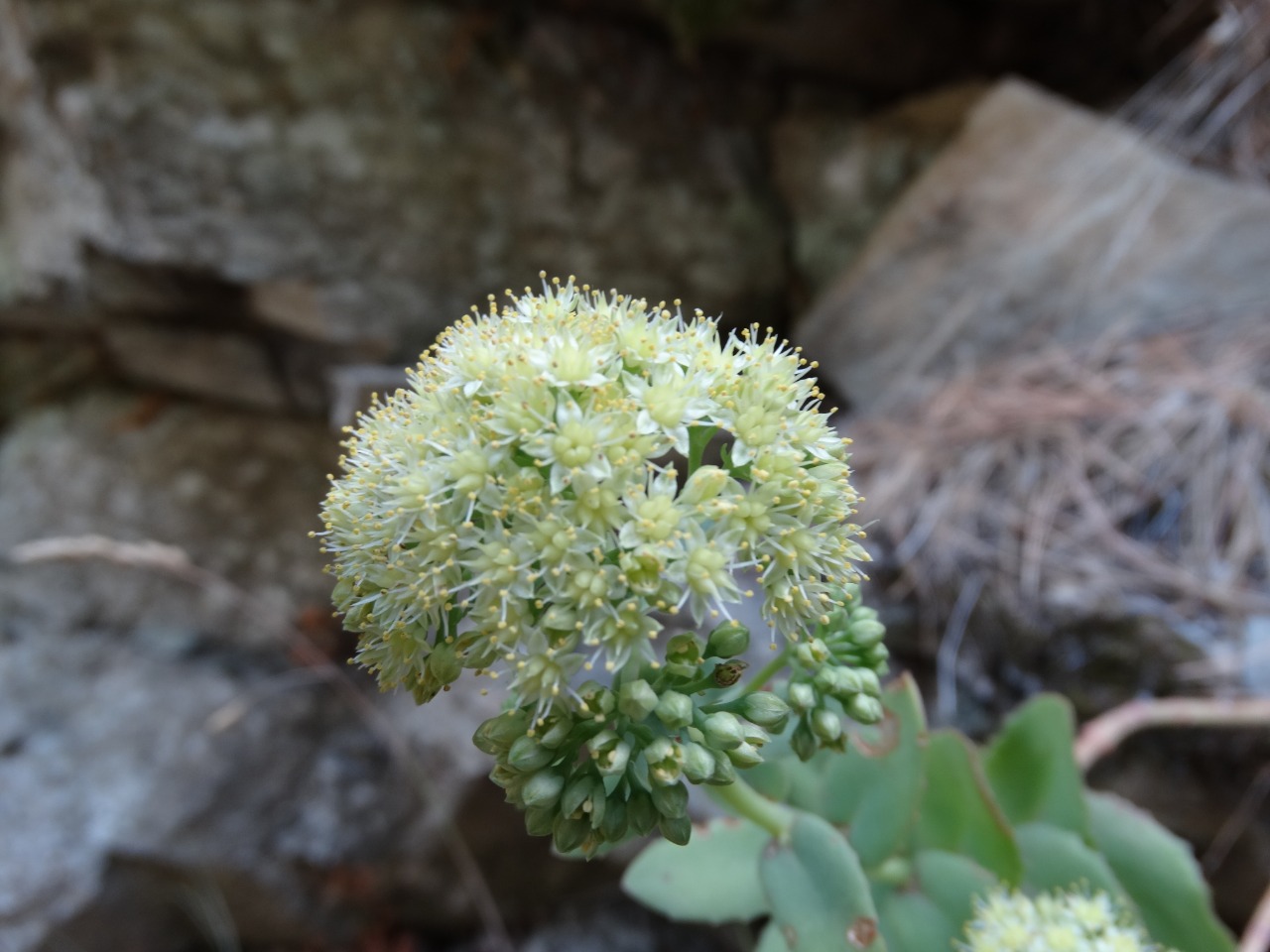 Hylotelephium maximum