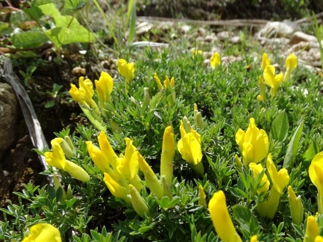 Chamaecytisus pygmaeus