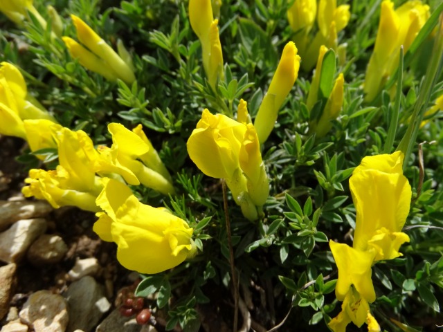 Chamaecytisus pygmaeus
