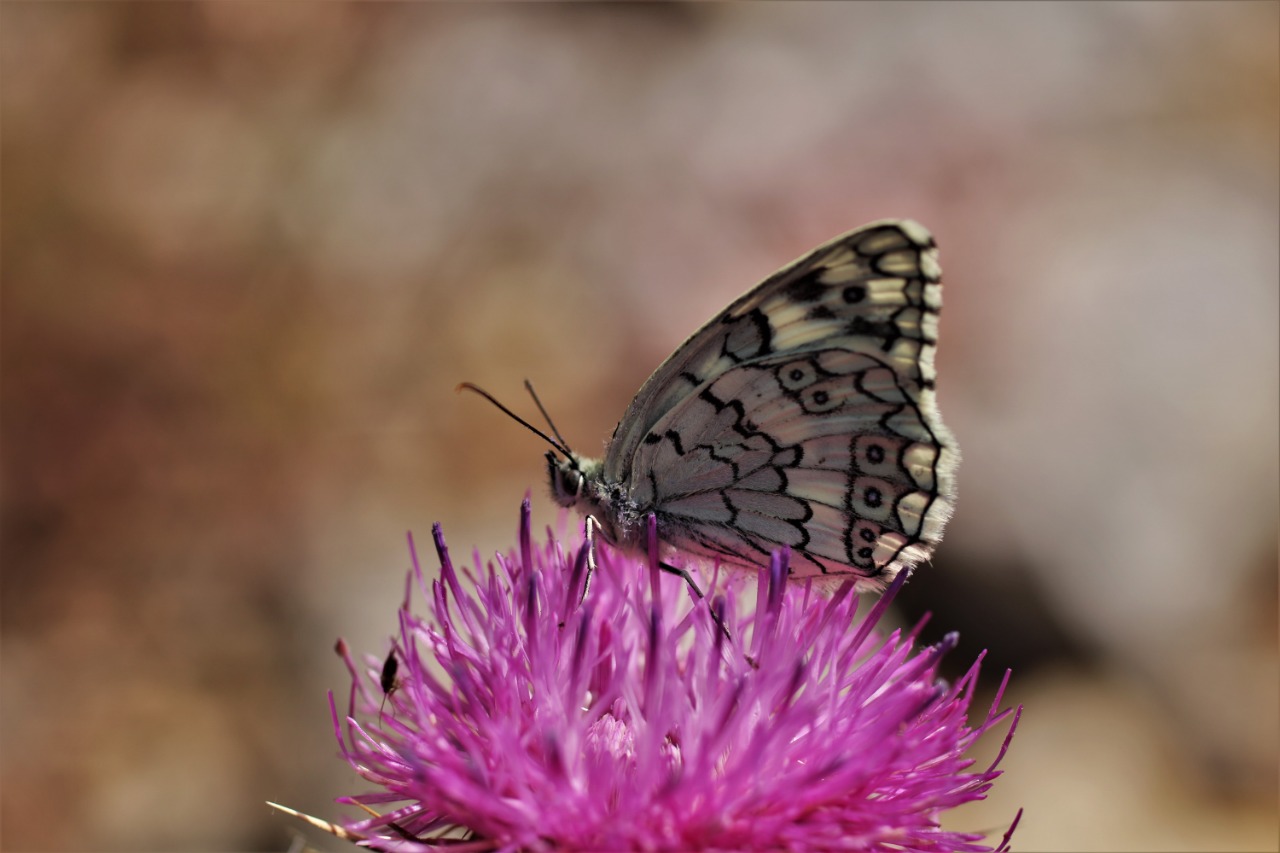 Melanargia larissa