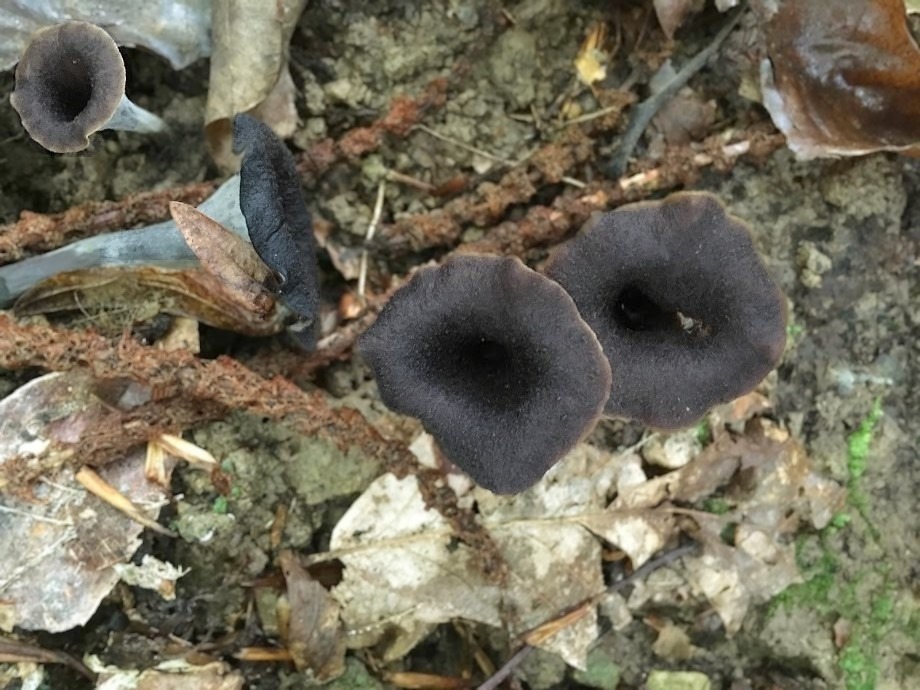 Craterellus cornucopioides