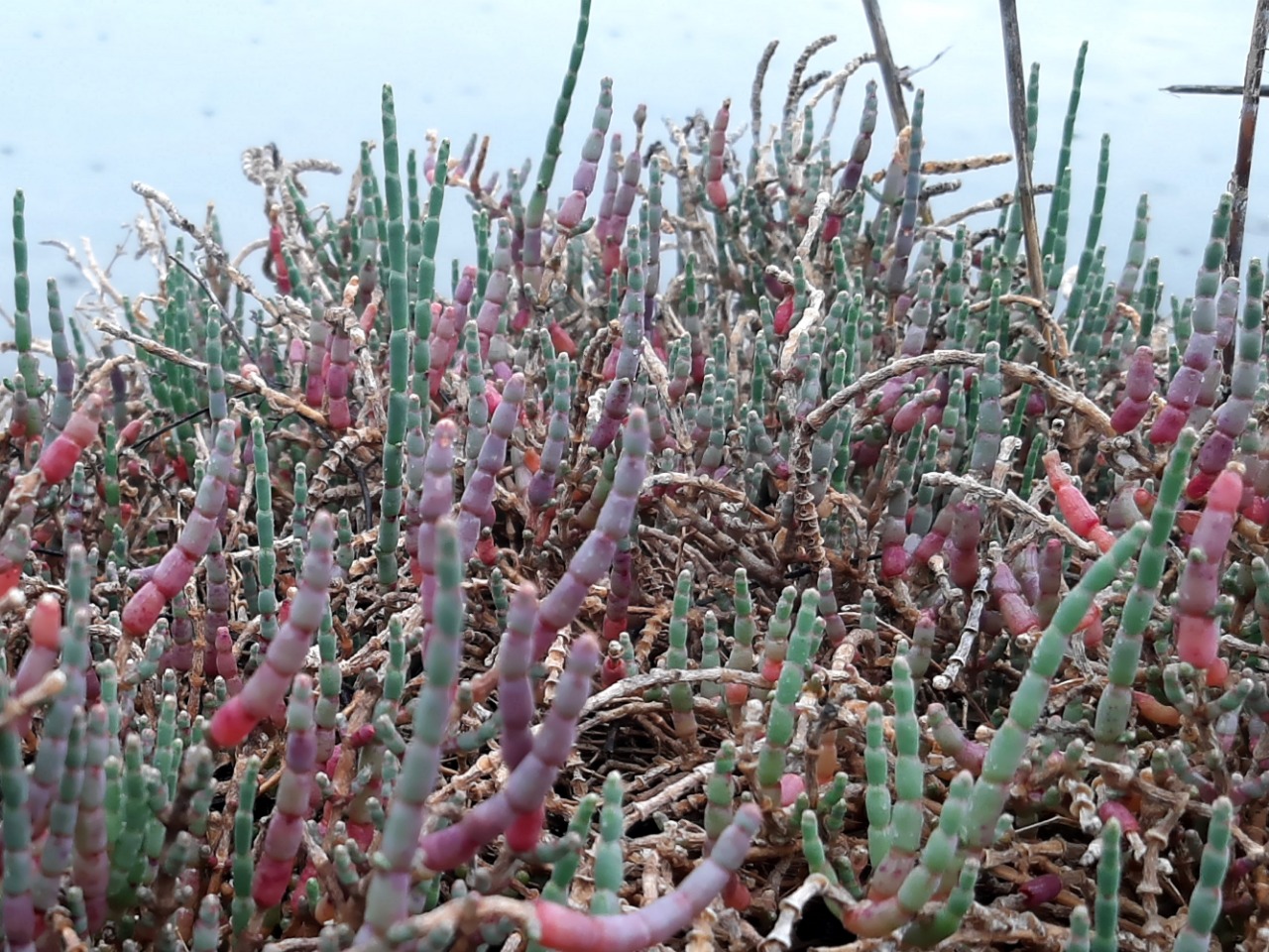 Salicornia procumbens