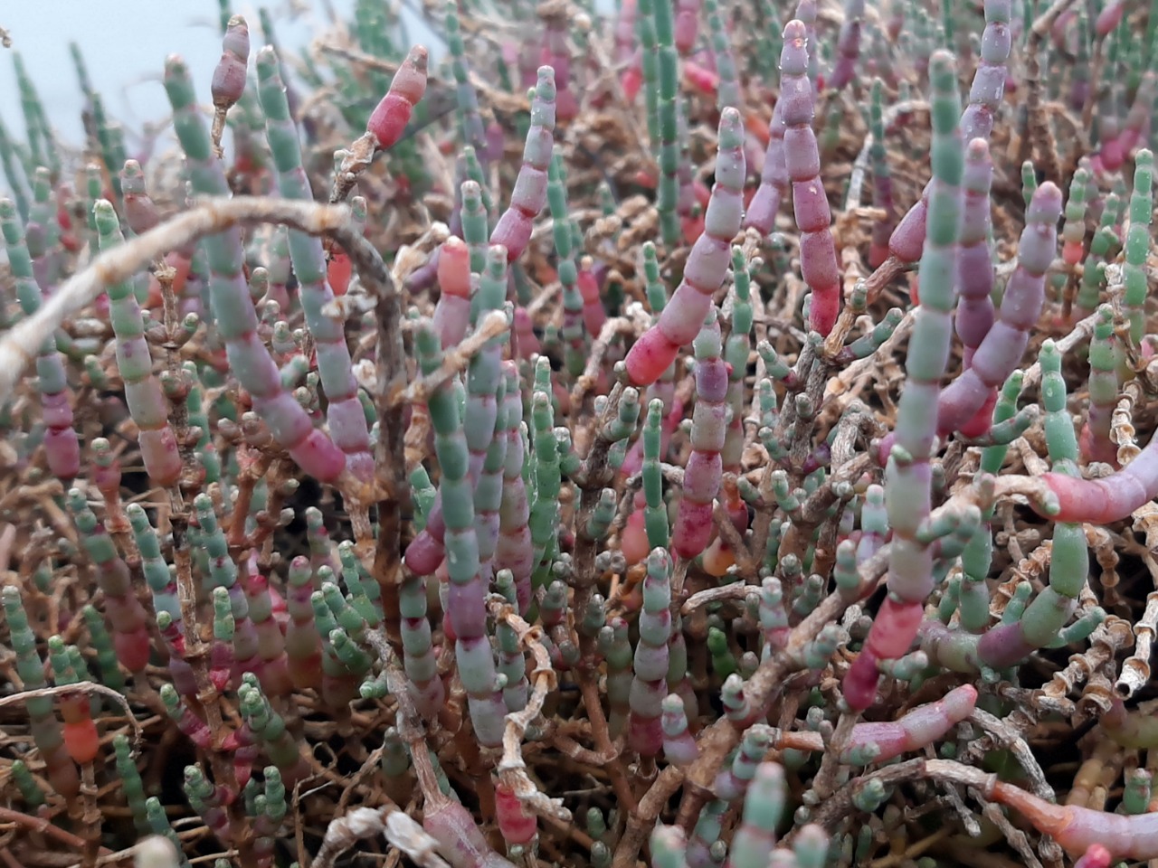 Salicornia procumbens