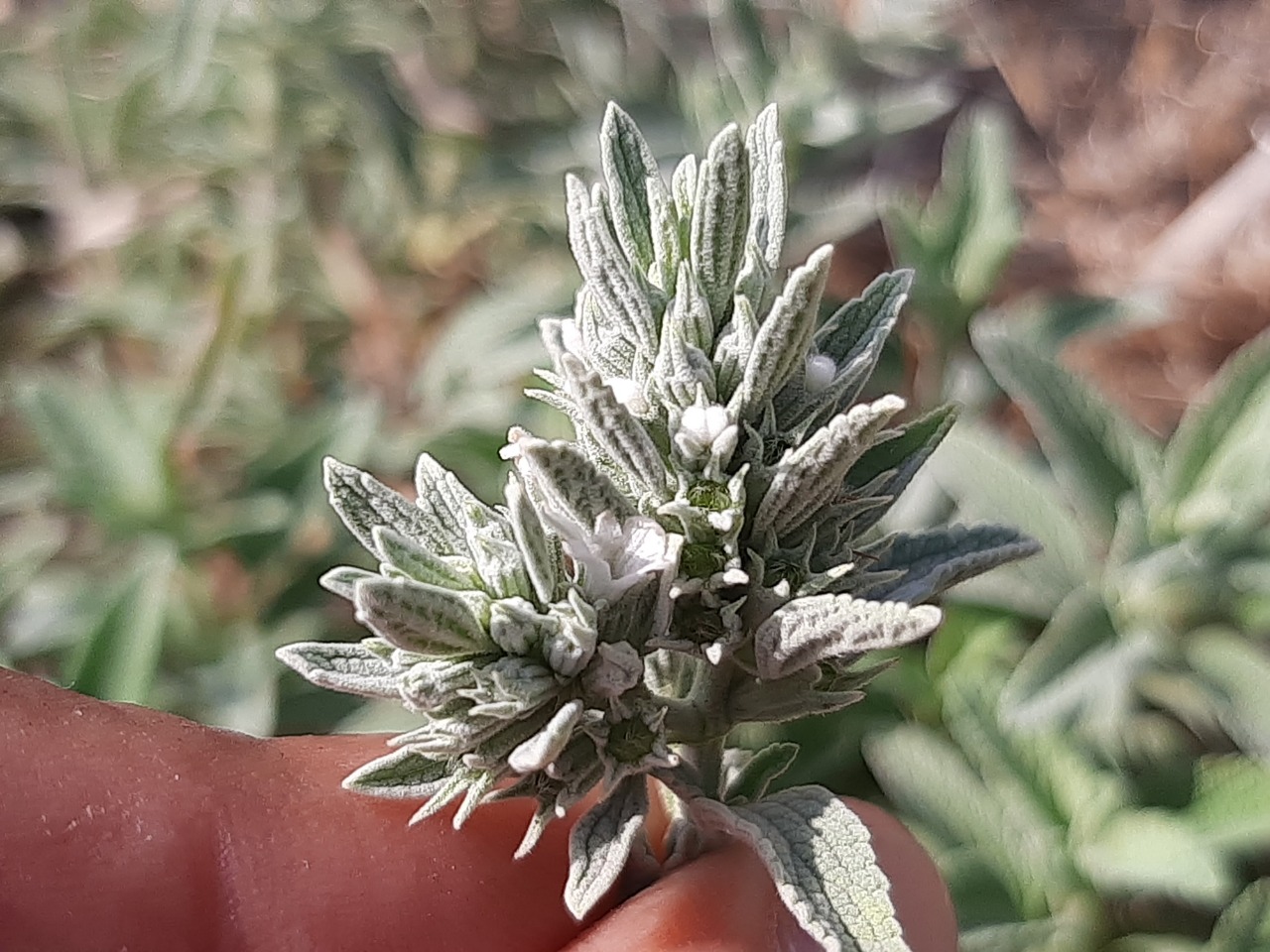 Marrubium peregrinum