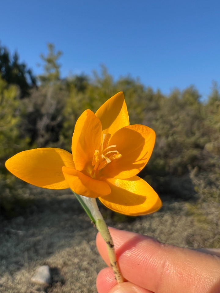 Crocus flavus