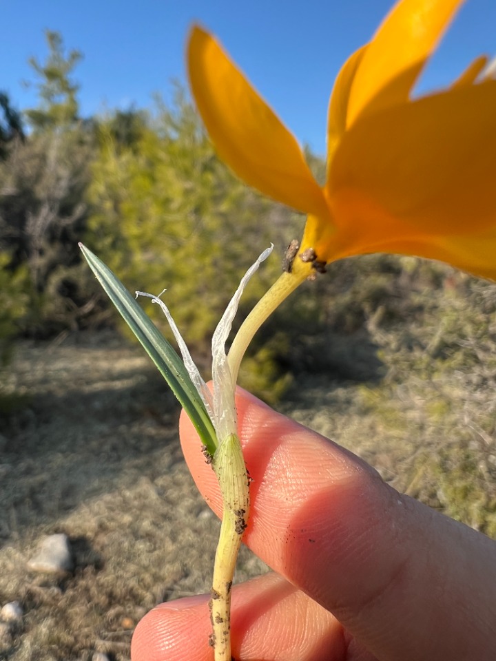 Crocus flavus