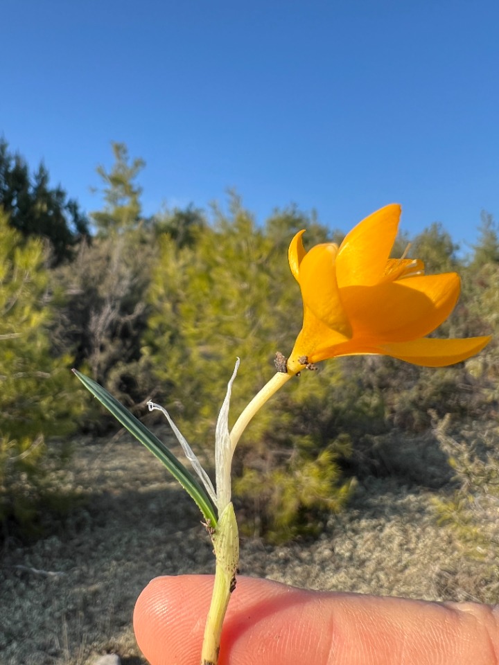 Crocus flavus
