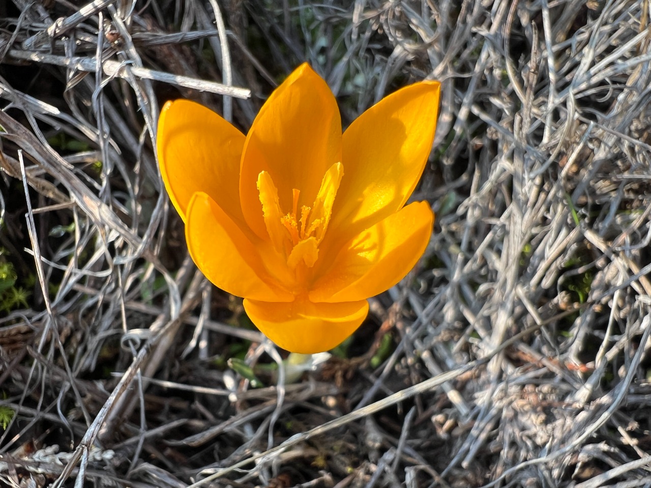 Crocus flavus