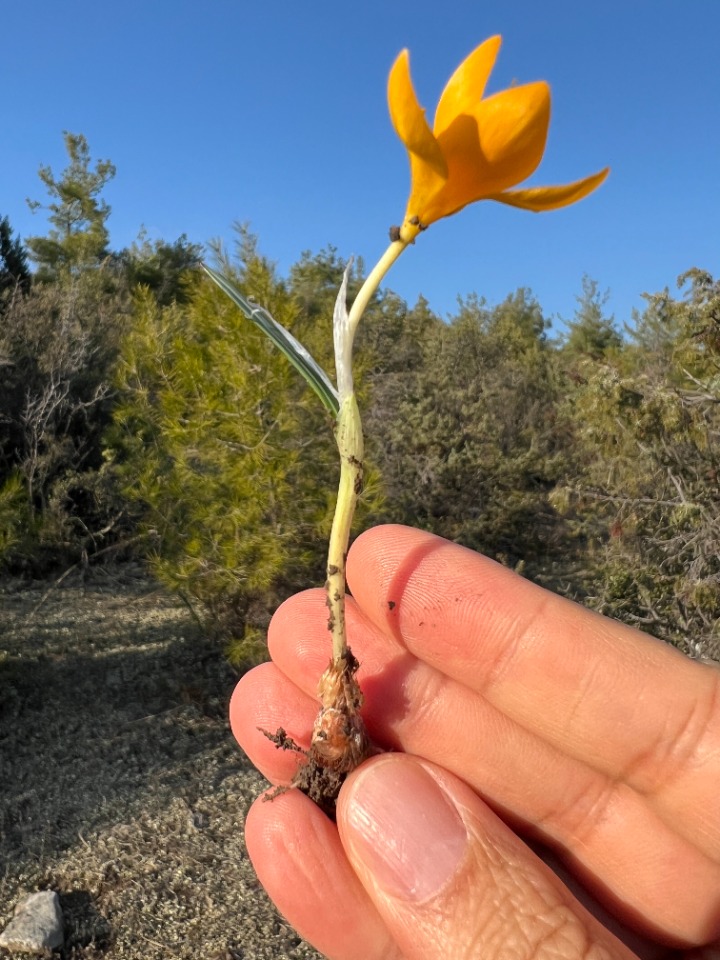 Crocus flavus