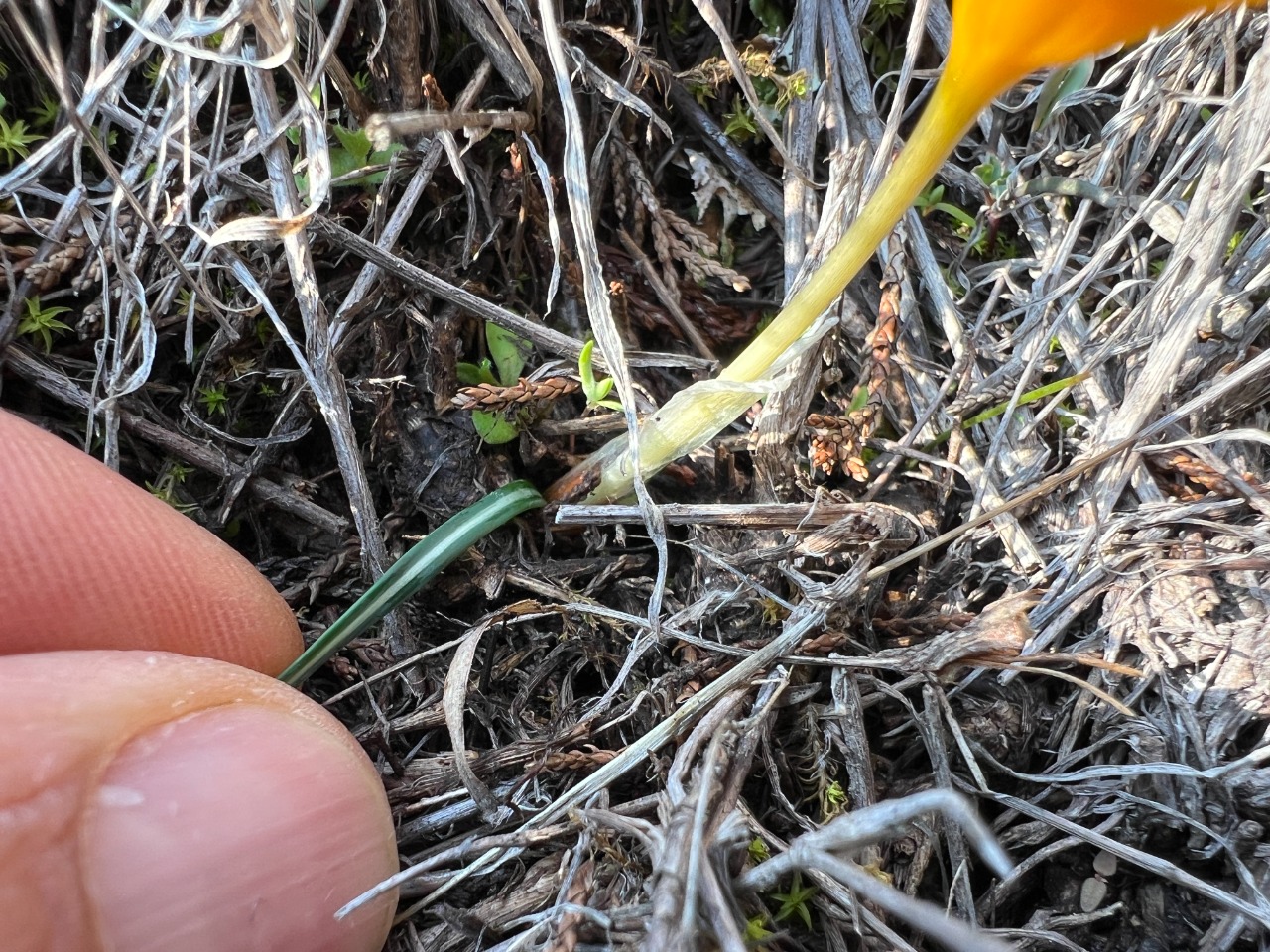 Crocus flavus