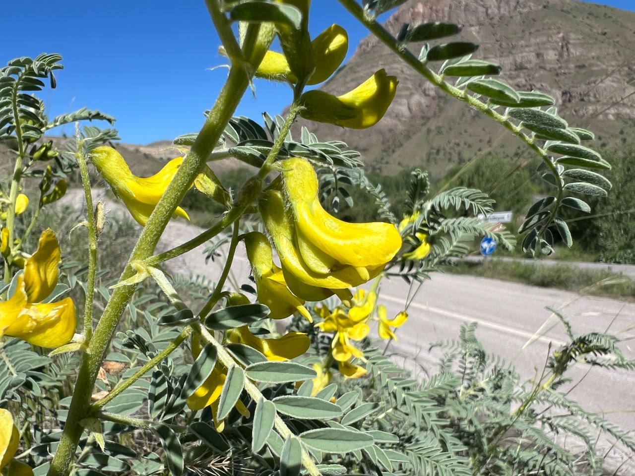 Astragalus caraganae