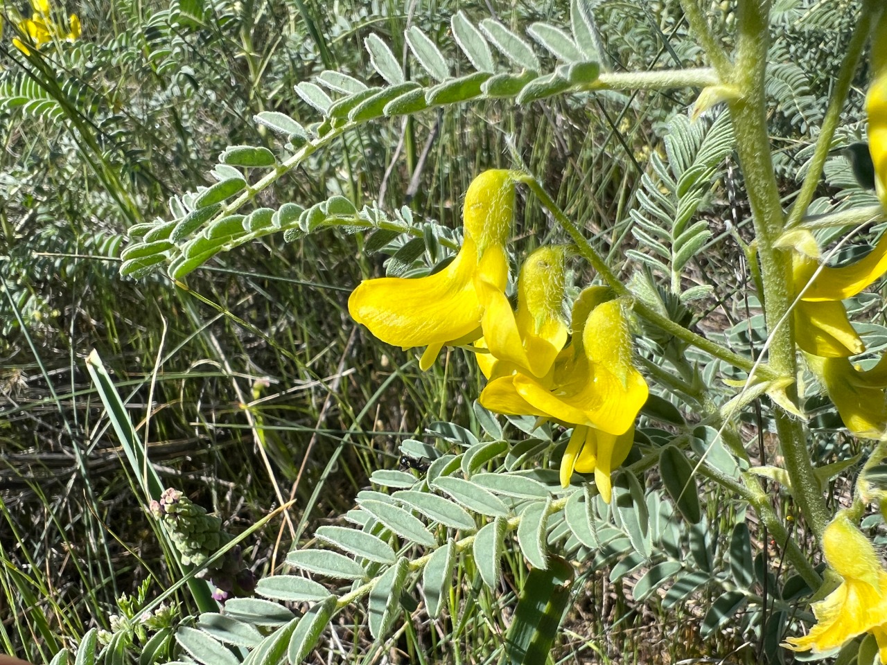 Astragalus caraganae