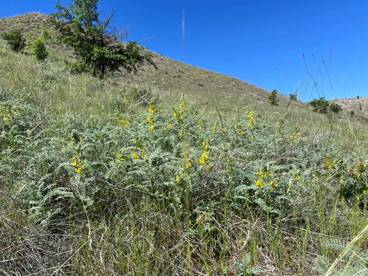 Astragalus caraganae
