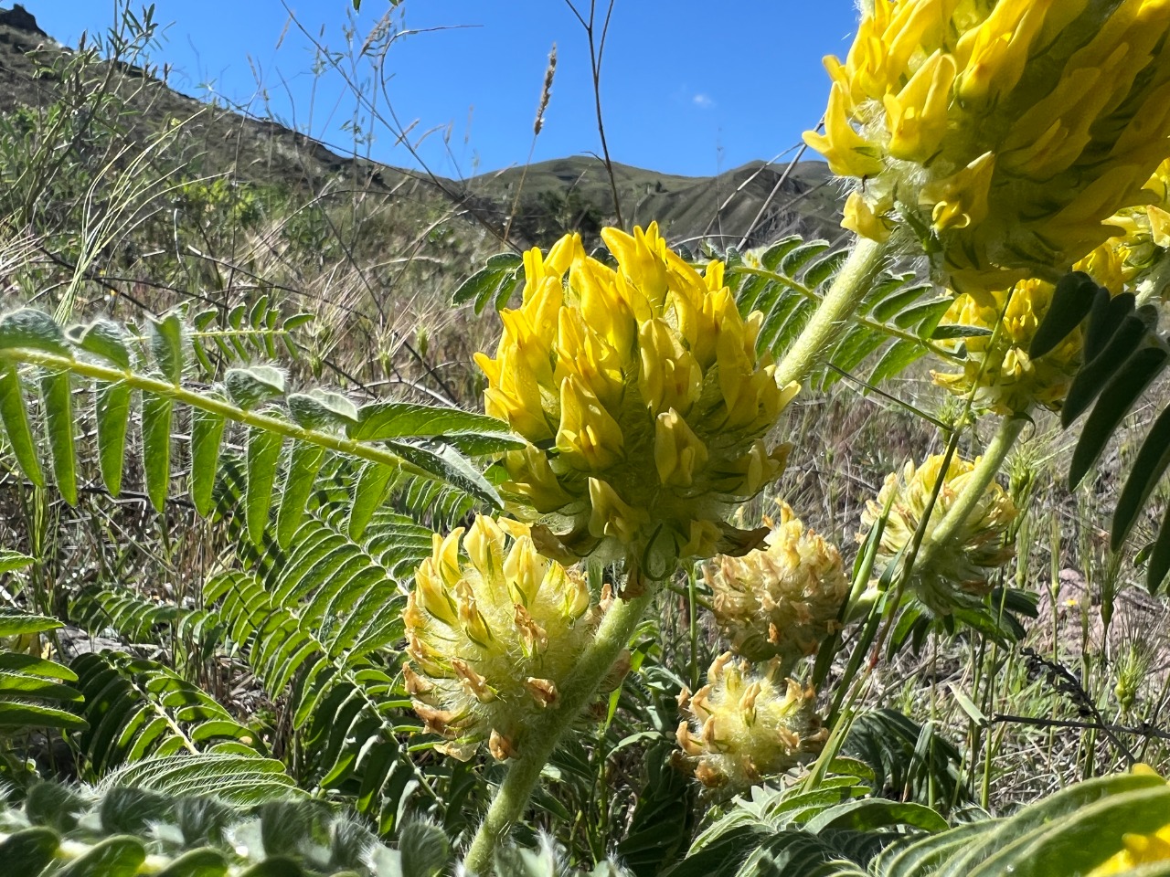 Astragalus maximus