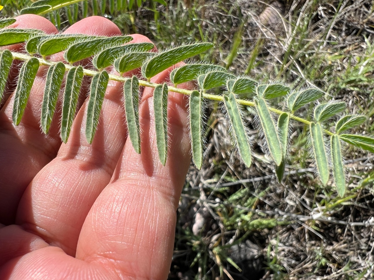 Astragalus maximus