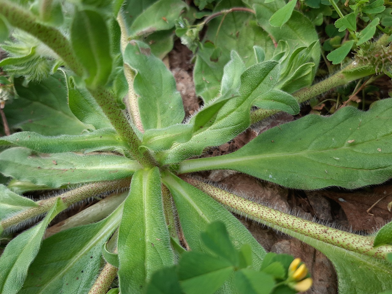 Echium parviflorum