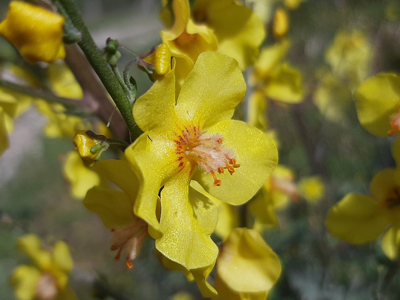 Verbascum smyrnaeum