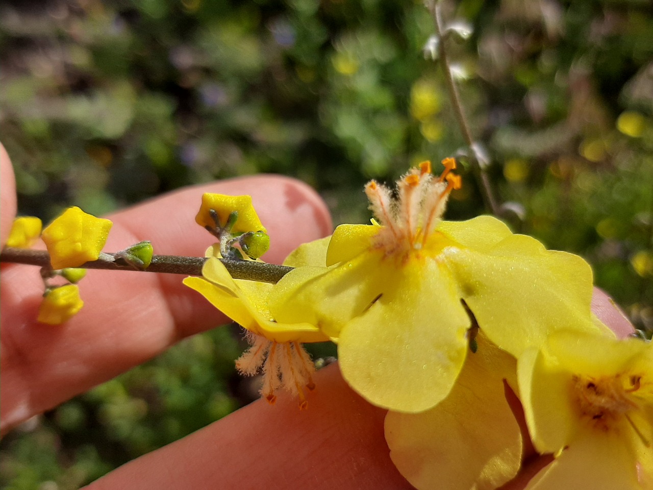Verbascum smyrnaeum
