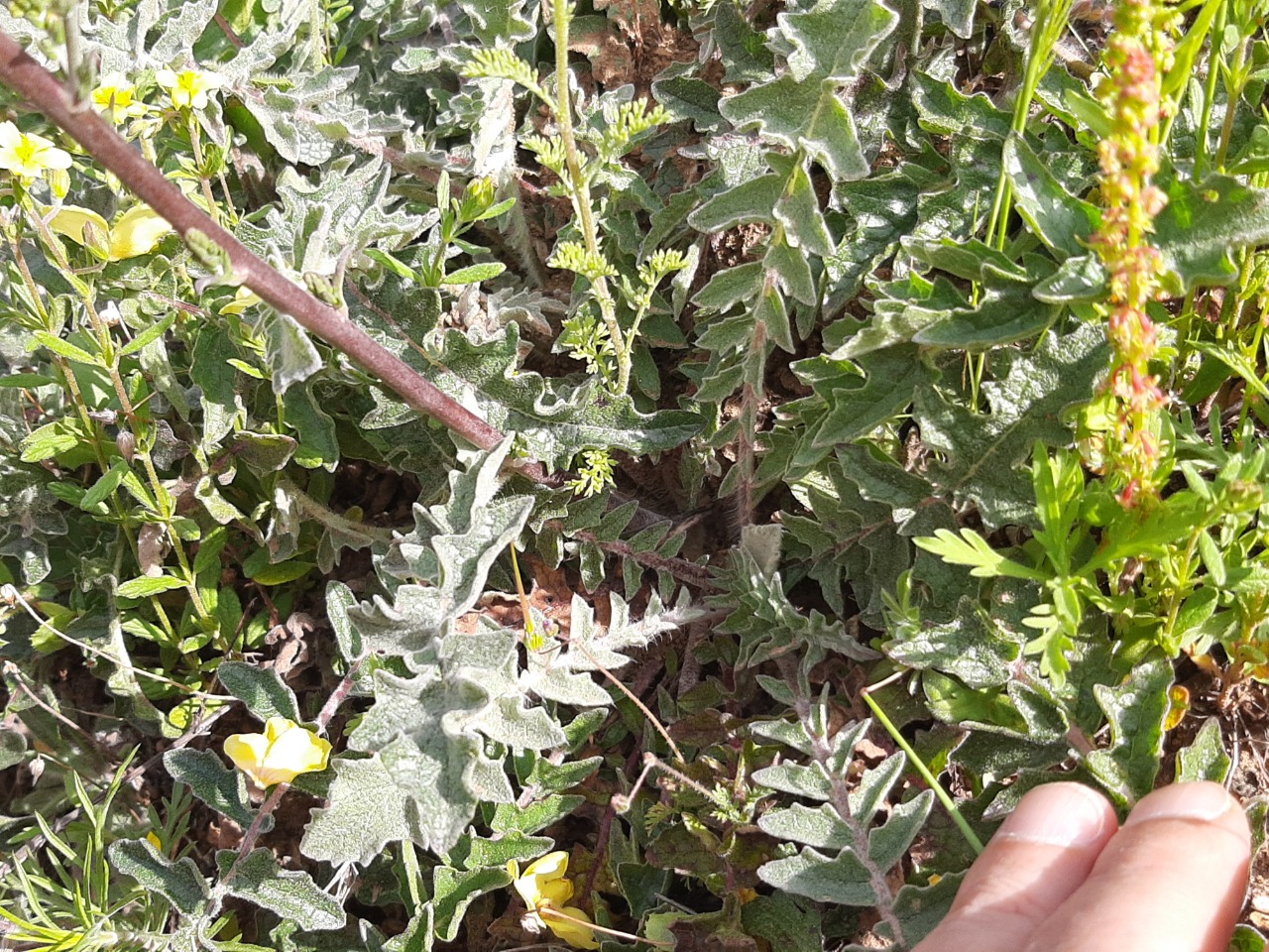 Verbascum smyrnaeum
