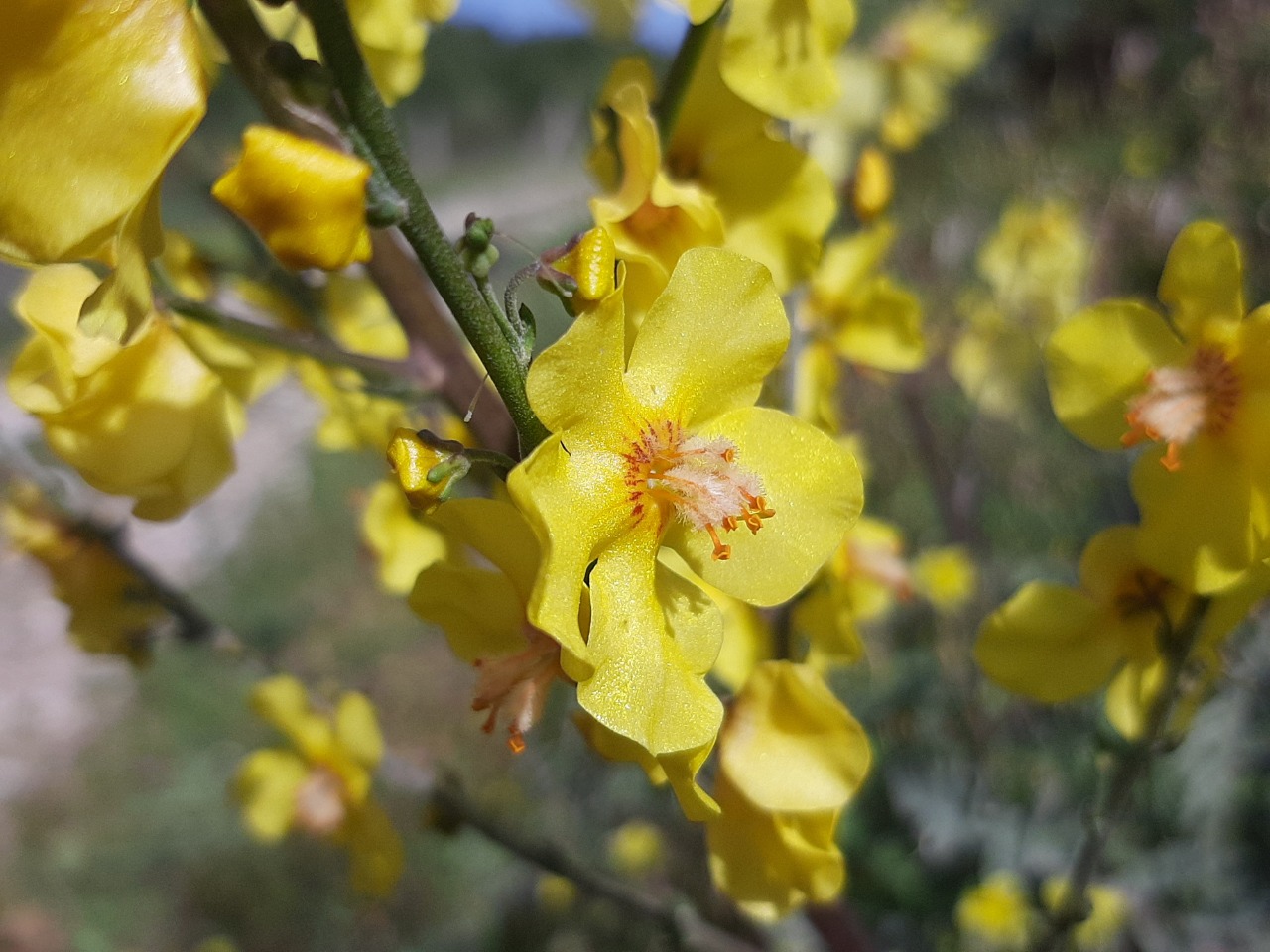 Verbascum smyrnaeum